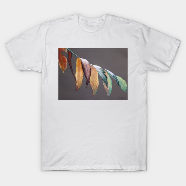 Leaves T-Shirt by dylanshelmerdine